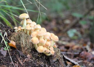 Paddestoelen