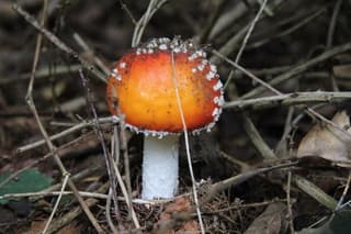 Ze komen als paddestoelen uit de grond
