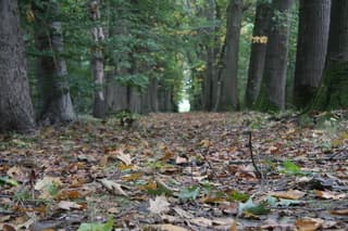 Herfst