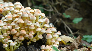 Paddenstoelen telling