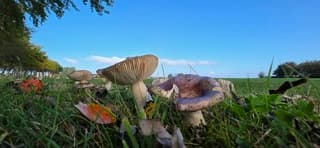 Blauwe lucht en zon boven deze paddenstoelen bij Peasens 