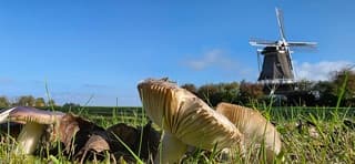 Blauwe lucht en zon boven paddenstoelen in Friesland 