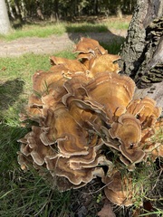 Reuze zwam 