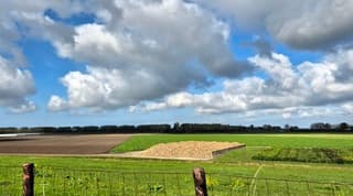 Suikerbieten in de Zon