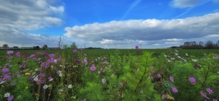 Mooi vanmorgen,  vanmiddag meer bewolking 