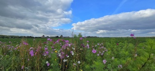 Wolken en blauw vanmiddag boven de bermbloemen