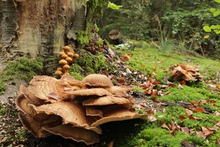 geen wind geen regen weinig zon maar veel paddenstoelen