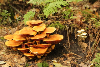 geen wind geen regen weinig zon maar veel paddenstoelen