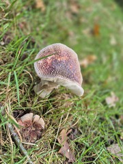Bos wijnjewoude 