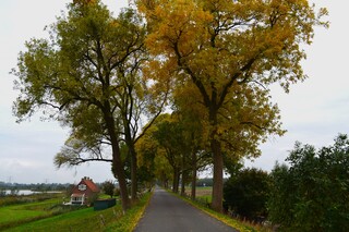 Nog een beetje kleur op deze grijze dag.