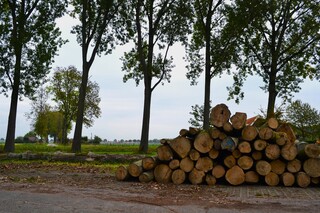 Gekapte bomen in de Biesbosch.