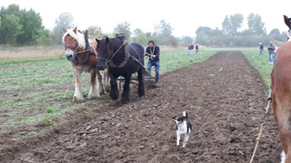 ploegen met de paarden