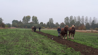 ploeven met de paarden