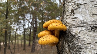Hangende paddenstoelen 