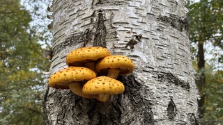 Hangende paddenstoelen