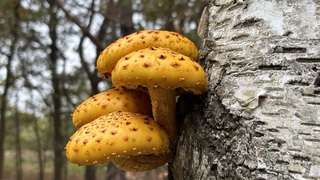 Verse paddenstoelen