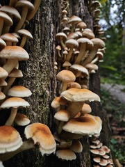 Herfst