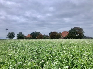Grijs boven een veld tuinradijs