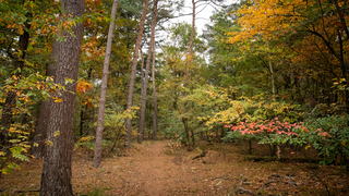 Herfstbos