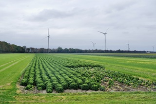 Boerenkool wordt geoogst.