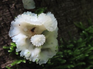 grappig kartelige witte zwam