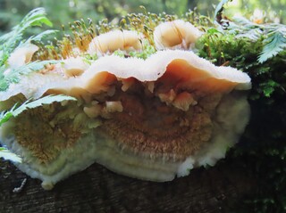 leuke zwammen in het bos