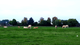 koeien in de polder
