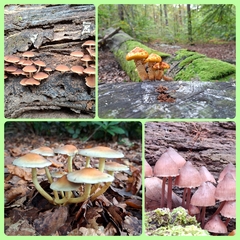 Op en top herfst.....