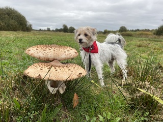 Paddenstoelen rijzen de grond uit 