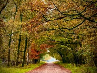 Herfstkleurende bomen vol mos