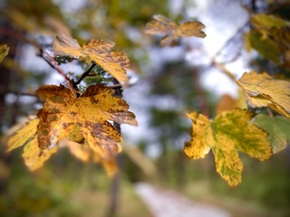 Verkleurend blad