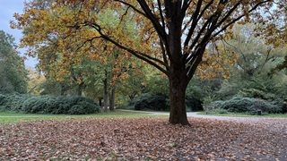 Herfst in het Leijpark