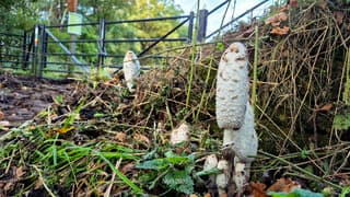 Herfst, mét een zonnetje!