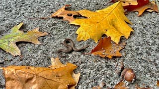 Jonge adder op zoek naar een overwinteringsplek.