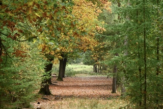 Herfstbos