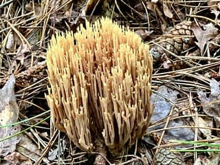 Naaldboskoraalzwam in het bos bij Formerum Terschelling