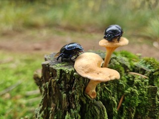 Mestkevers op een paddenstoel 