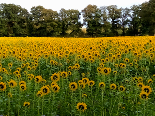 Zonnebloemen