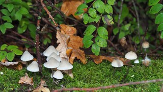 HERFST