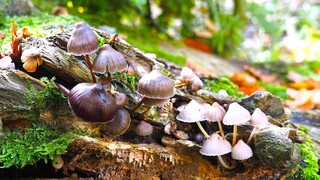 PADDENSTOELEN