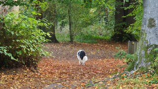 HOND IN BOS