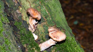GROEIT UIT DE BOOM