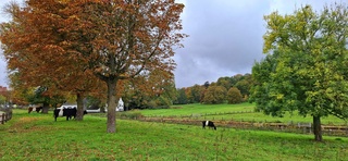 Herfstkleuren in Arnhem vandaag 
