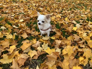 Hondje in de herfstbladeren 