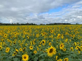 Heel veel zonnebloemen