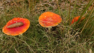 Herfstplaatje