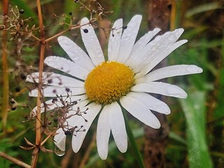 Flowerpower 