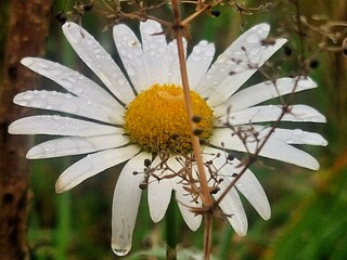 Margriet