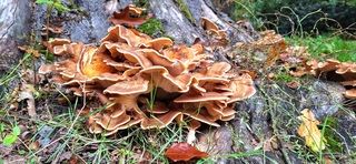 Paddestoelen in het bos