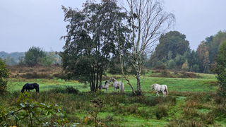 Herfsttafereeltje